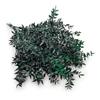 Stabilizovaný Ruskus - (Ruscus) - Zelený