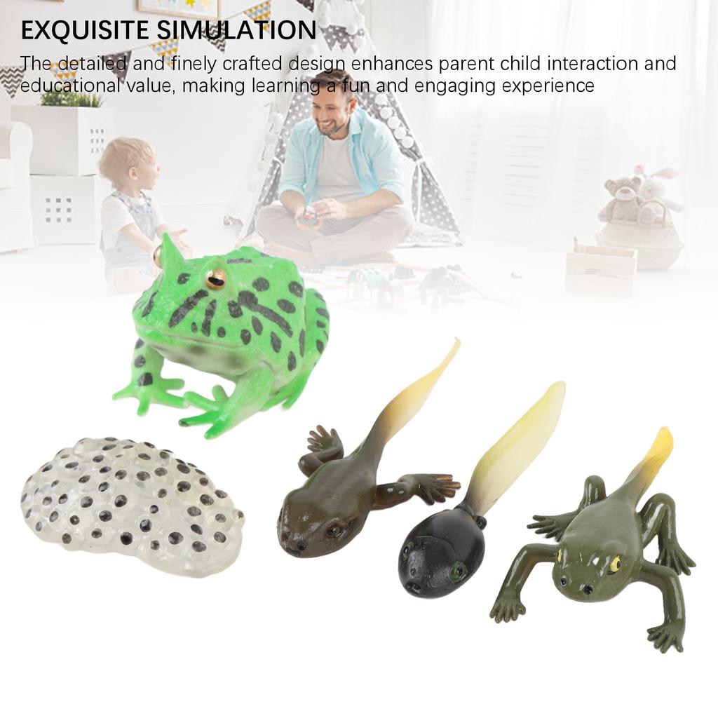 5 Pcs Tadpole Growth Cycle Realistic Detailed PVC Growth Stage Lifelike Tadpole Life Cycle Model Set for Home Office Party Decoration
