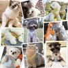 Miru pochi Cat and Dog Small Extra Small Small Dog Harness and Leash Easy to Perfect for Walks Harness, Dog, Collar, Pet, Dog, Stylish, Puppy, Ken,
