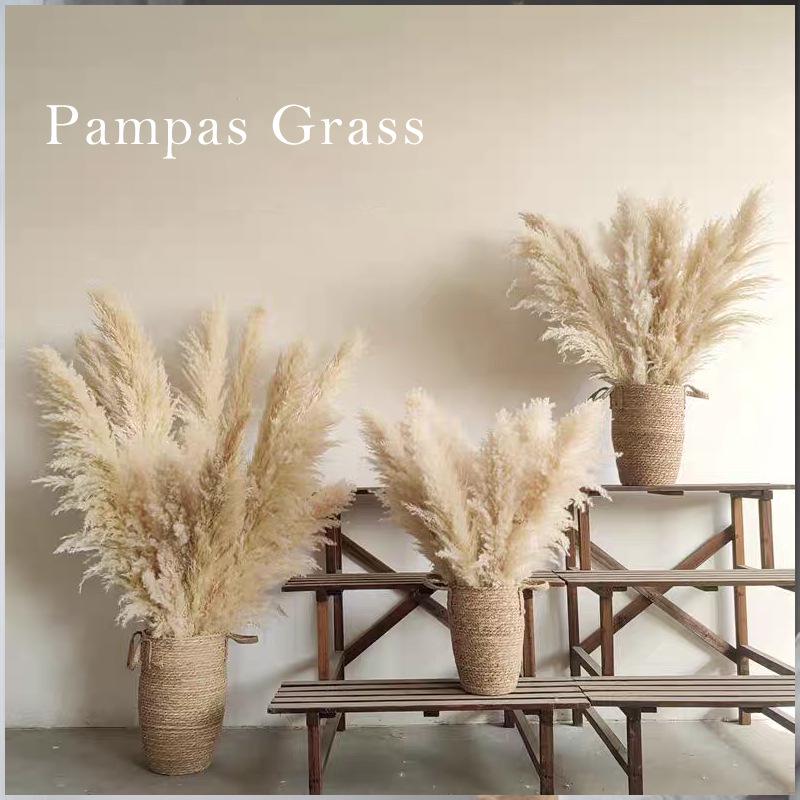 Large Dried Pampas Reed for Decoration in Clothing Stores, Windows, or Weddings