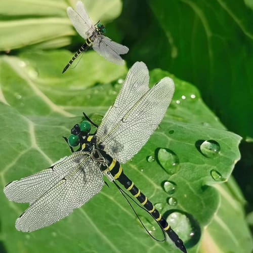 [Nearly Realistic Size] 2025 Dragonfly Model, Insect and Bee Repellent Figure, Plastic Model, with Strap and Safety Pin, PVC Material, Perfect for Hom