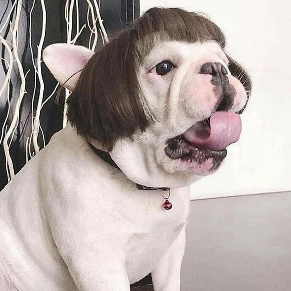Psí paruky pro malé střední velké psy krátká psí cosplay paruka s nastavitelným elastickým páskem ozdoby pro domácí mazlíčky