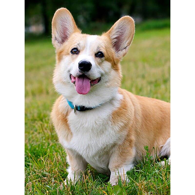 

Новый 5D DIY алмазная живопись домашняя собака Алмазная вышивка животное вышивка крестиком полная квадратная круглая дрель ремесла домашний декор ручной подарок Full Round 30x40CM