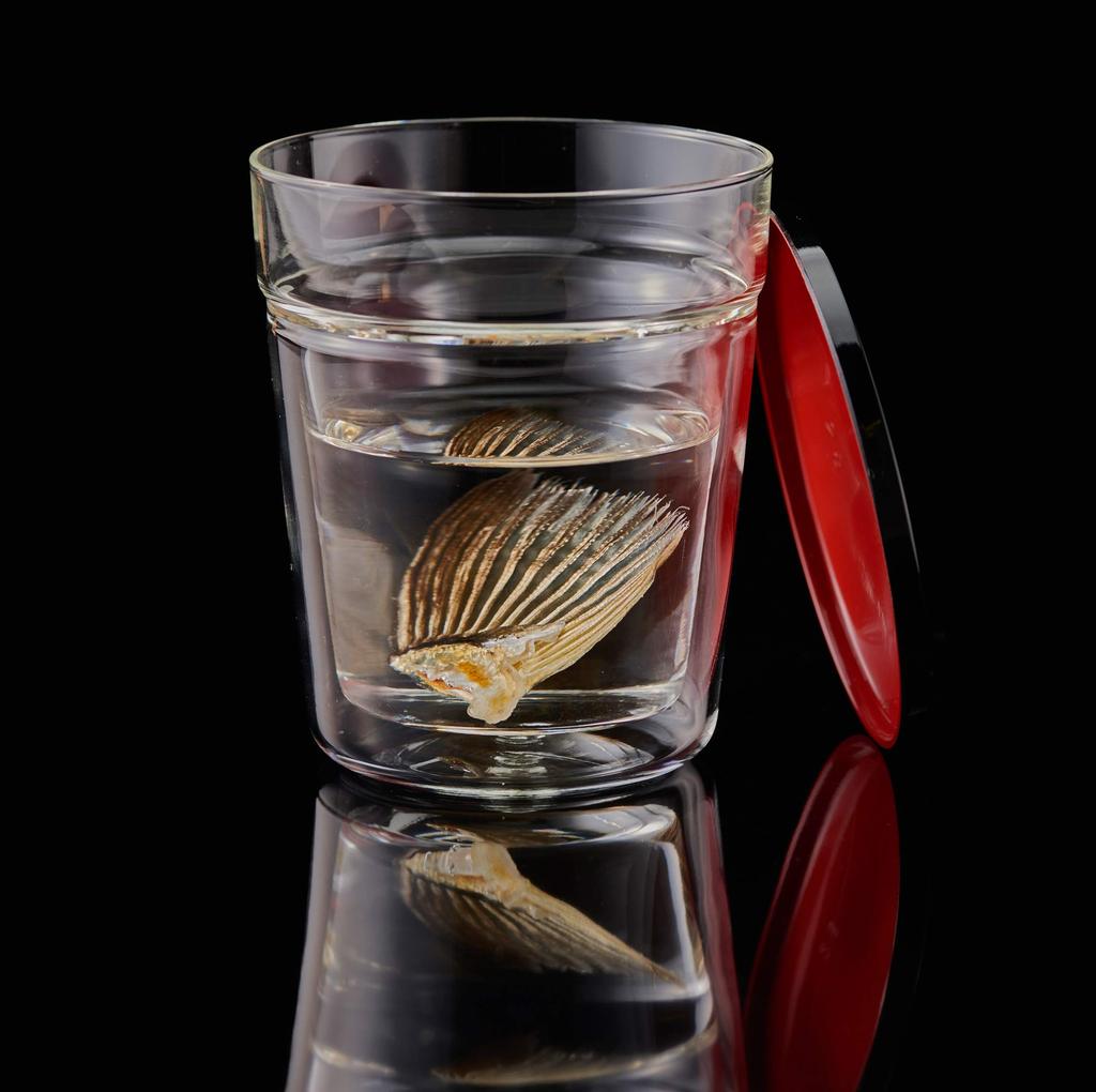 HARIO Glass Fin Sake Cup (1 Cup) GHK-180