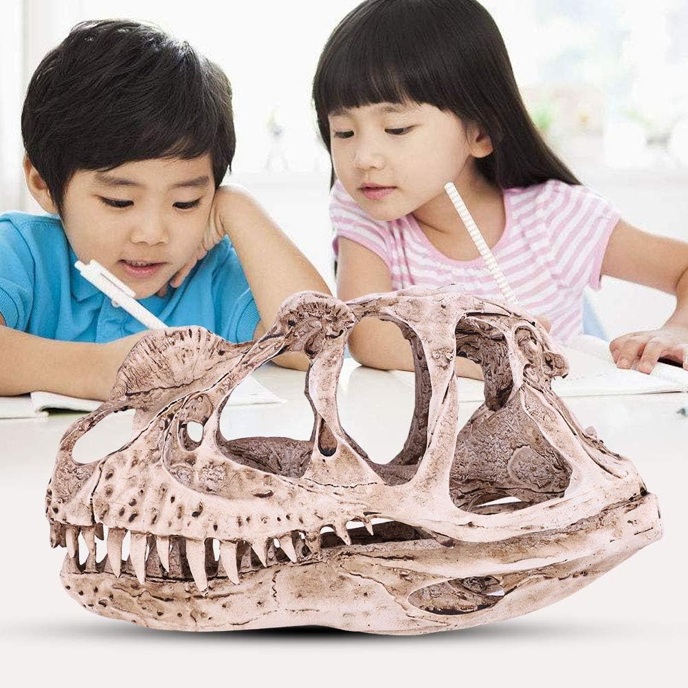 GOTOTOP Dinosaur Skull Model, Dinosaur Skull Model Simulated Animal Skeleton Lifelike Teaching Skeleton Model for Home Office Aquarium Bar Party
