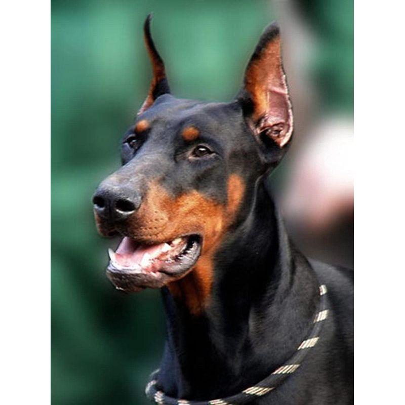 5D DIY Diamant Malerei Hund voller Runde Diamant Stickerei Tier Mosaik Strass Kit Dekor für Zuhause