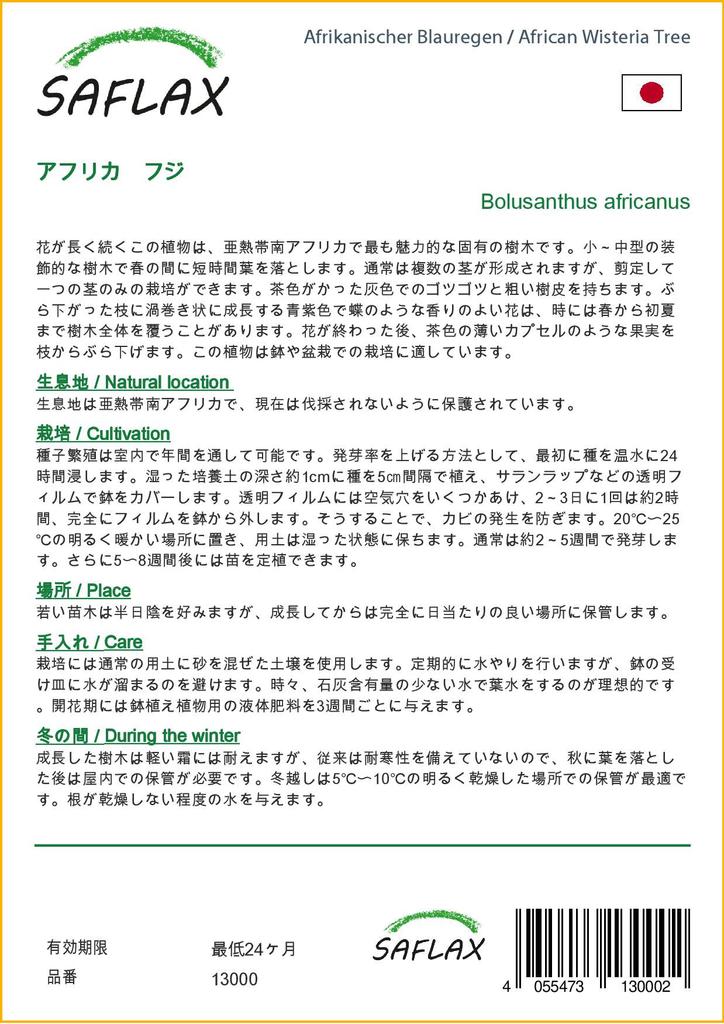 SAFLAX African Wisteria Tree - 15 Seeds - Bolusanthus Africanus