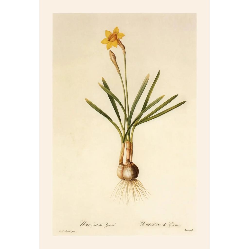 Pósters y Grabados Botánicos Vintage Color Melocotón Lirio de Barbados Crinum Pintura sobre Lienzo Arte de Pared Imagen para Decoración de Habitación Oficina