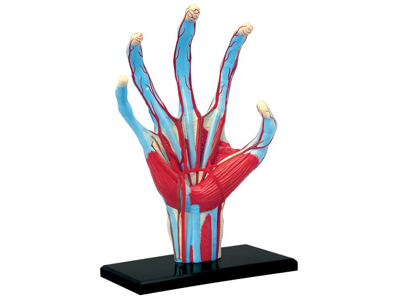 4D Human Anatomy Model Hand Puzzle 626009 by Fame Master, a 4D master educational STEM toy.