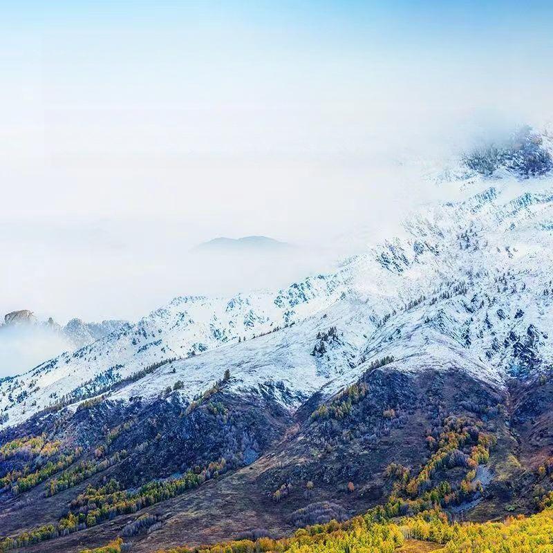 Kunlunská sněžná chryzantéma bylinný čaj Tianshan sněžná chryzantéma zdravotní čaj 125g