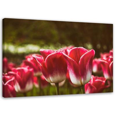 Tableaux sur toile Fleur de tulipe rouge