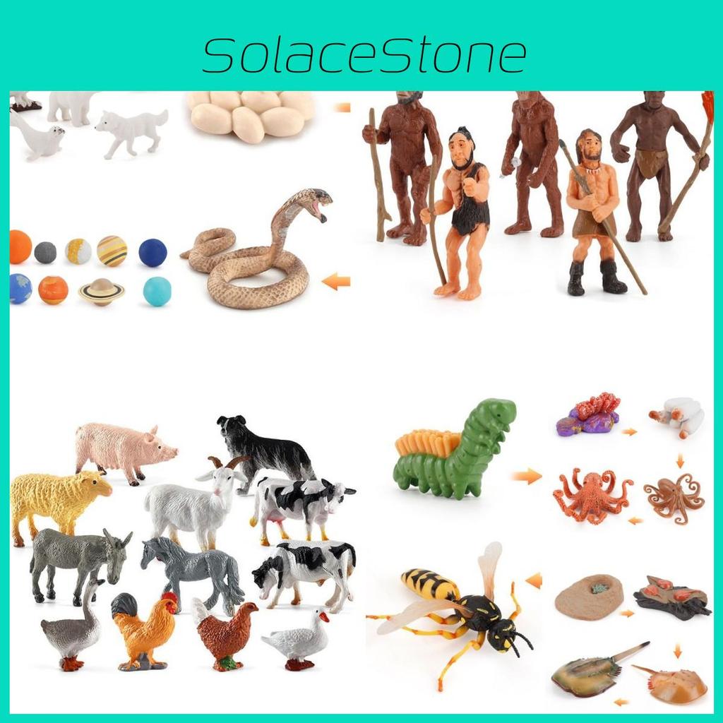 Solid Turtle Simulation Chick Frog Animal Growth Cycle Montessori Teaching Aids