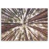 Canvas Print Pine Nature Forest Green