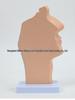 ENT Five Senses Anatomical Model of Human Nasal Cavity, Pharynx, and Mouth