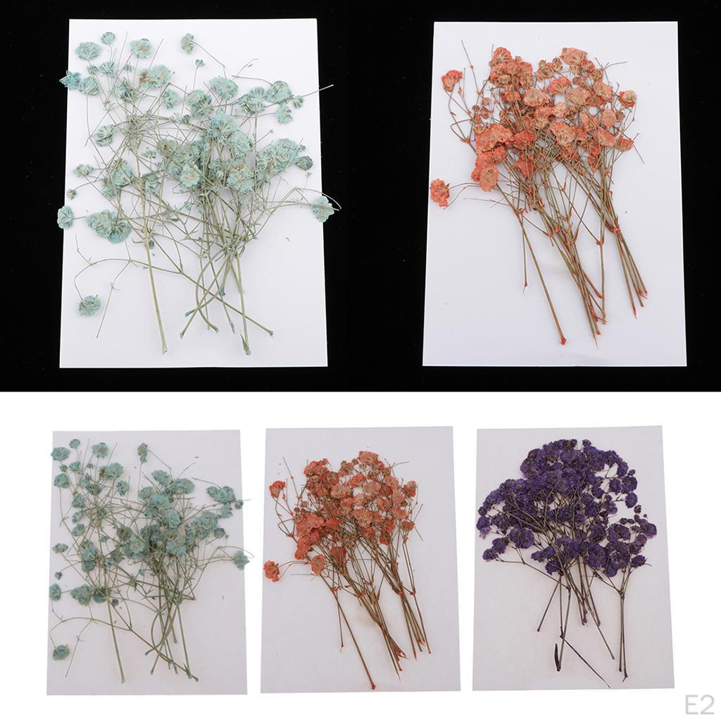 Breath Pressed Flowers DIY Table Card Catalog Ornament 14.5x10.5cm