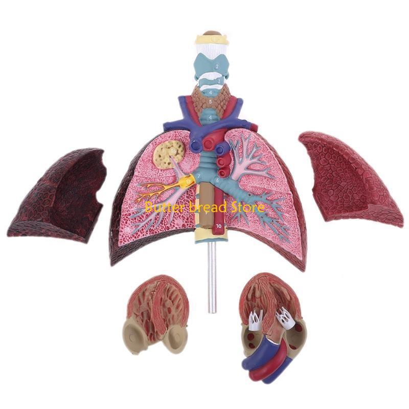 W89C Life Size Human Lung Model Anatomical Respiratory System Anatomy for Science Resources Study Display Teaching Too