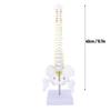 Wirbelsäulenmodell mit Ständer, Lebensgroßes Rückenmarksmodell, PVC, Realistisches Menschliches Flexibles Wirbelsäulenmodell für Wissenschaftliches Studium, Bildung