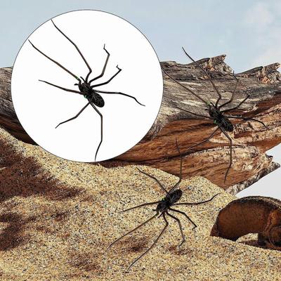 Spider Fridge Sticker Creepy Halloween Holiday Car Indoor Outdoor Decor Kitchen