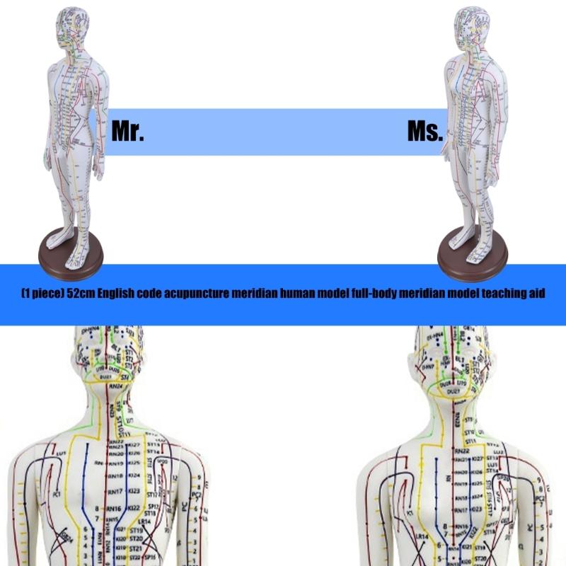 Human Acupuncture Model with Meridian Points Male Acupuncture Model Female Acupuncture Model with Numbered Chinese Point