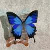 Acrylic Butterfly Phone Stand Socket Holder Grip Trendy Mobile Phone Accessories Applicable For Apple Huawei Xiaomi Samsung Case