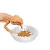 5pcs Round Reptile Feeding Dish Transparent Reptile Terrarium Practical Lizard Food Bowl  Bird