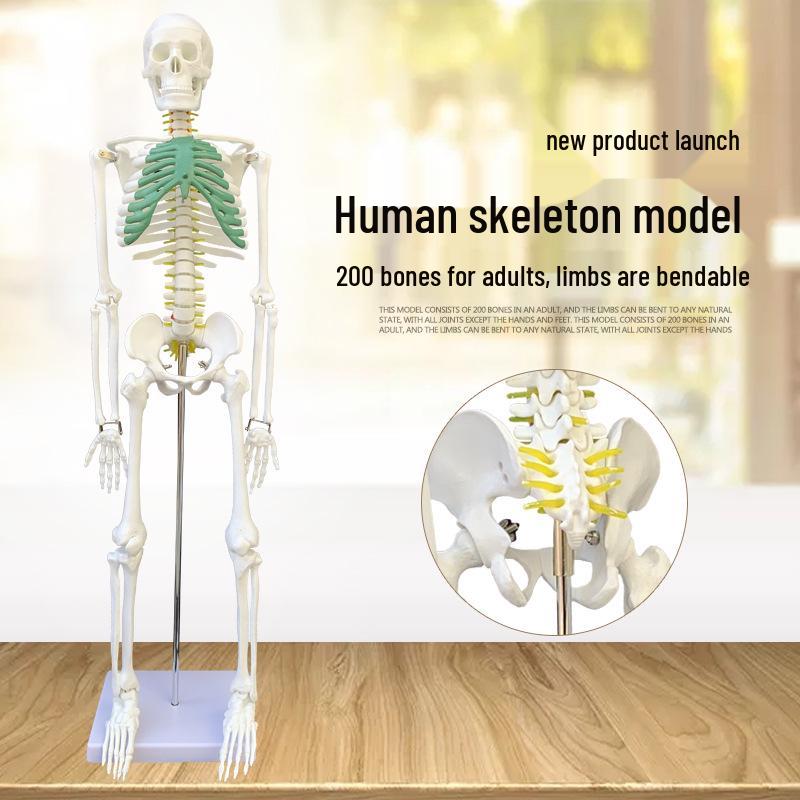 Artistic 85CM Human Skeleton Model for Medical Teaching and Lumbar Vertebra Studies 85CM