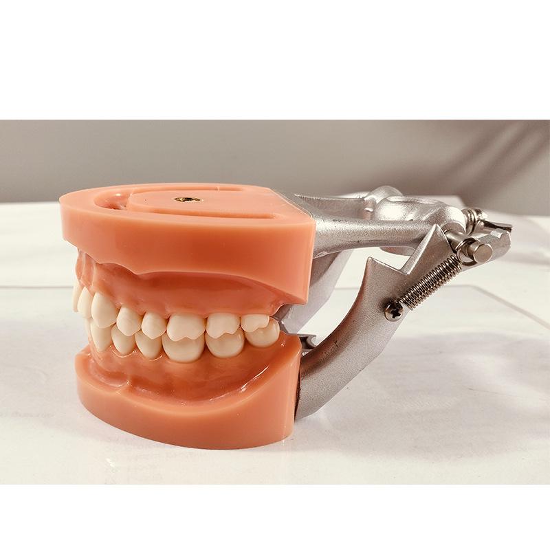 Прозора Знімна Повна Модель Щелепи з М'якими Яснами та Зубами для Підготовки до Імплантації