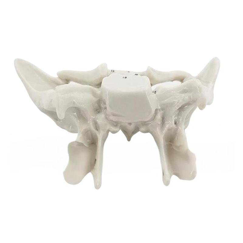 Human Skeleton Anatomical Model Temporal Bone Model Teaching Aid Human Ethmoid Bone Model for Science Class