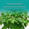 Concentrated Nutrient Solution for Indoor Green Plants & Flowers