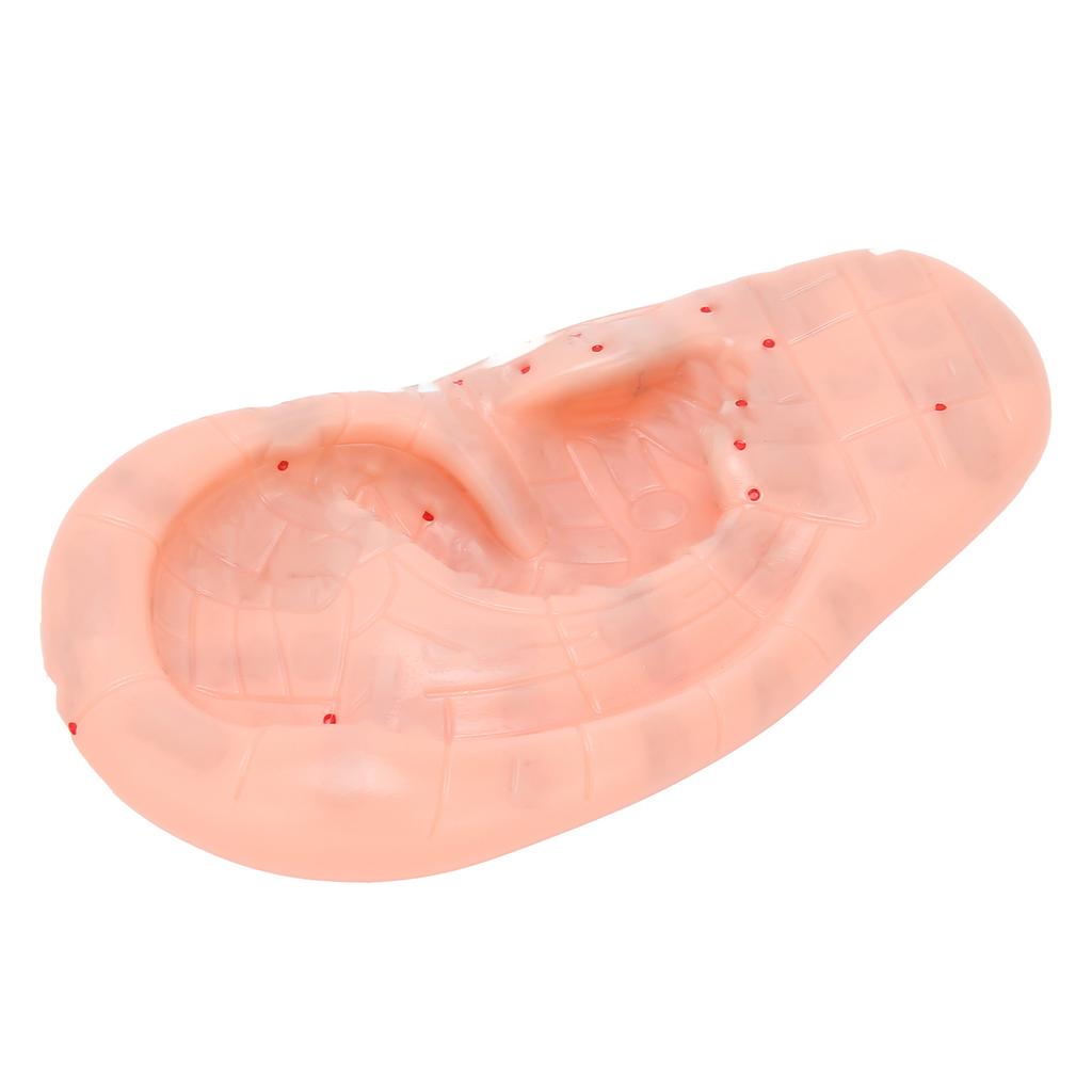 Ohrzonenmodell Ohr-Akupunkturpunkt Druckpunkt Lernen Menschliches Akupunkturmodell 13cm