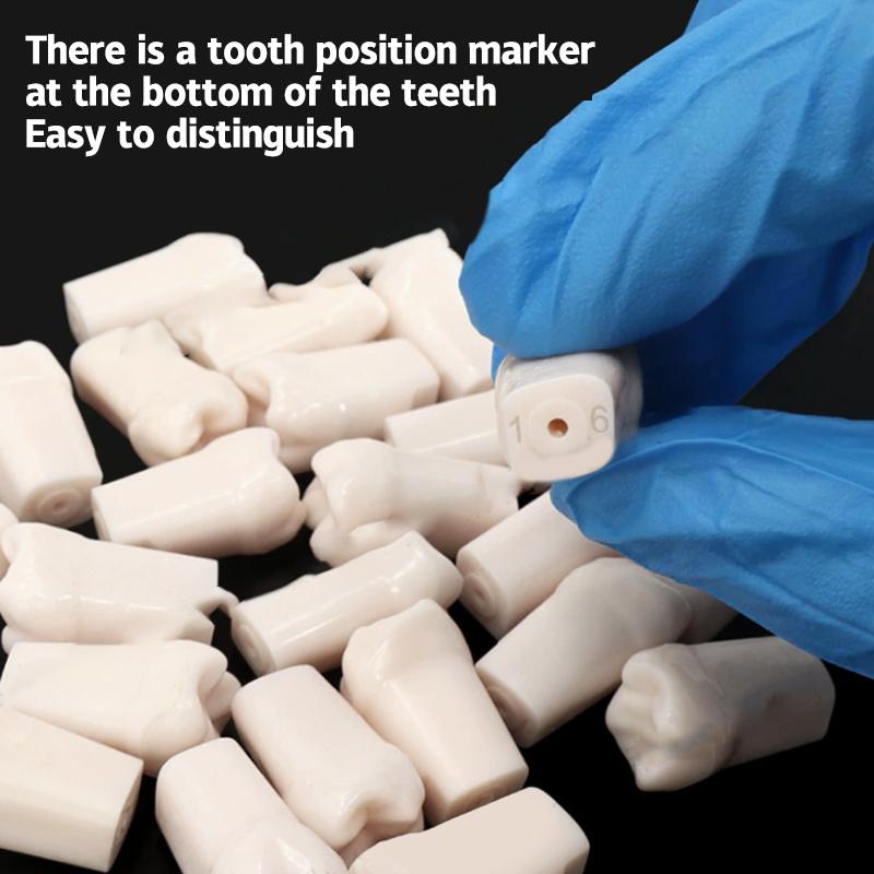 28/32pcs Dental Teeth Model For Dental Technician Practice Replacement Teeth For Nissin Models / Dental Simulator Head Model