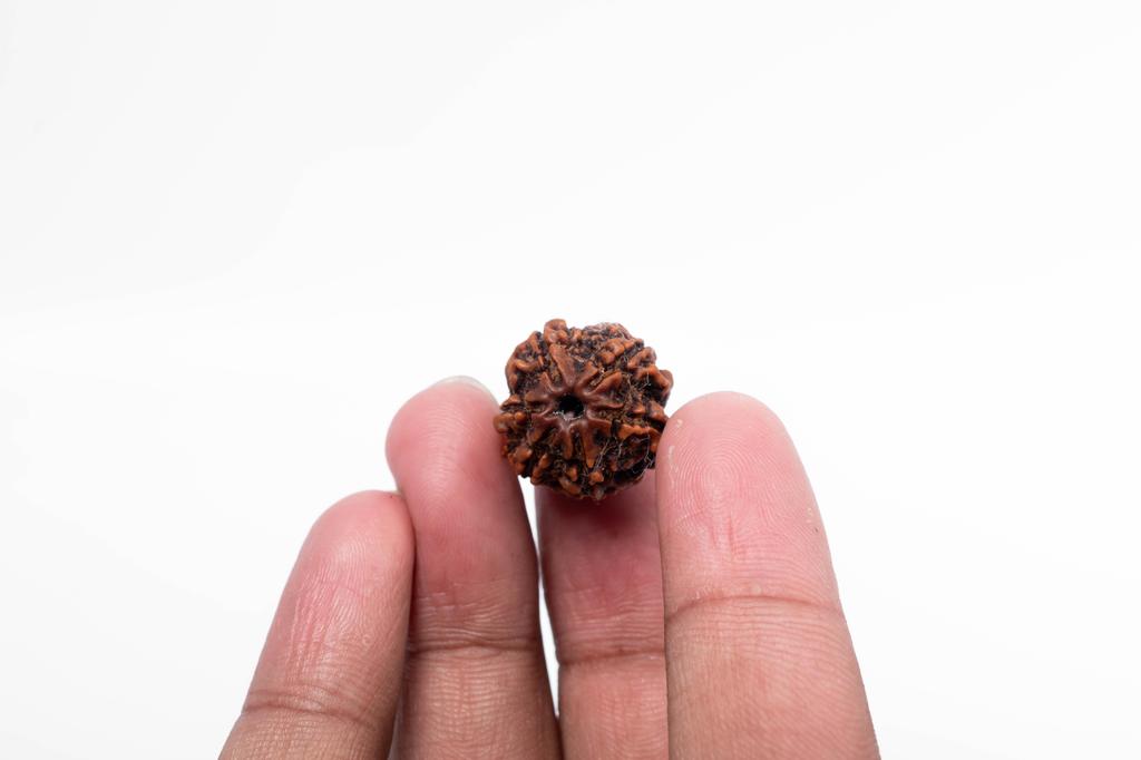 6-Mukhi Nepalesischer Rudraksha-Samen | Zertifizierter Echter Rudraksha für Spirituelles Wachstum | Echtes Heiliges Korn für Meditation & Heilung von Navratan Gems