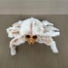 Little Spider Lucas Jumping Spider Plush Toy Doll