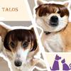 Perruque amusante pour animal de compagnie, déguisement de cosplay, aspect réaliste, ajustable, facile à nettoyer, pour chien et chat de taille moyenne et grande taille, décoration