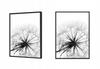 Picture, poster Framed 73x53 cm Dandelion P505