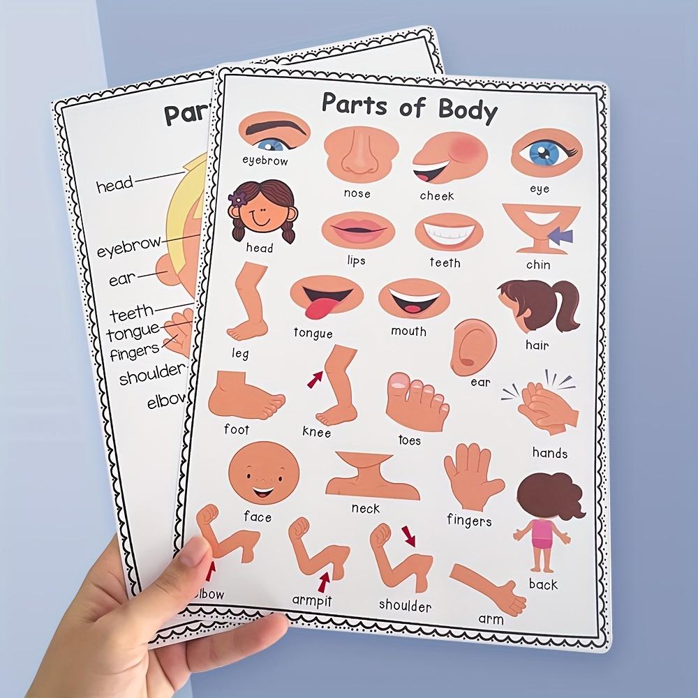 Vzdělávací plakát částí lidského těla pro děti, výuková tabulka anatomie, výuková pomůcka do třídy, laminovaný vizuální průvodce pro mateřskou školu, školu, domov