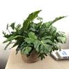 Large Size Artificial Plant 7 Heads Simulation Turtle Leaf Fake Greenery  Leaf  Photo Props