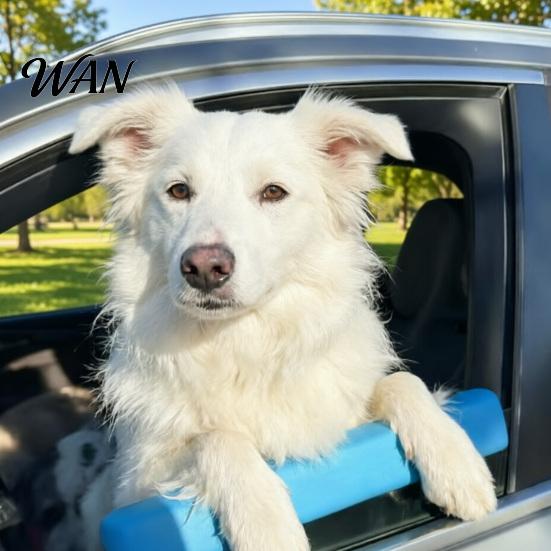 Dog Face Support Car Accessory Window Chin Rest, Soft Foam Cushion, Safe Comfortable Mount Rides, Waterproof Accessories for Travel Road Trip Reduces