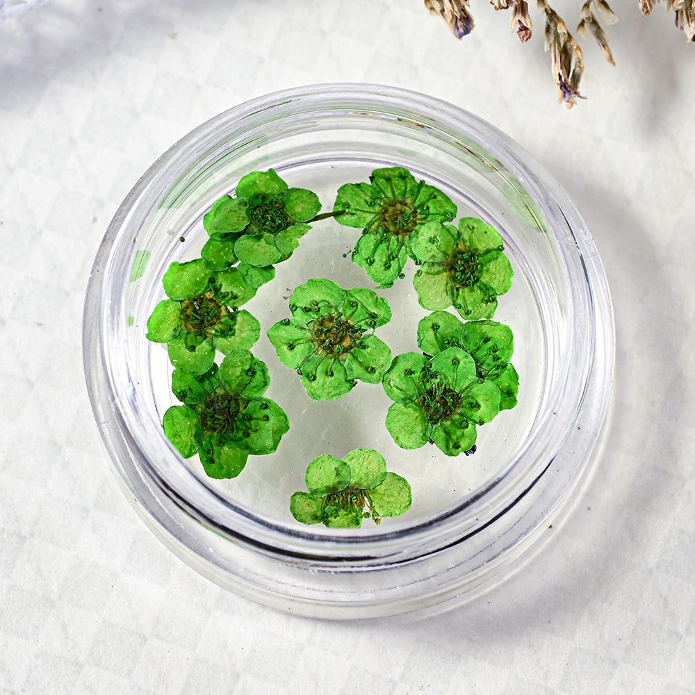 10PCS/Box Small Daffodil Dried Flower for Nail Art Decorations Natural Real Pressed Flower Making up Phone Case Mold Making