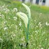 Solar Foxtail Light LED Foxtail Grass Solar-Powered Garden Light Decorative Light-up Foxtail Plant for Outdoor Yard Patio Lawn