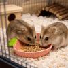 Voor dieren – Knaagdieren