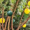 5pcs Green/Yellow Fruit Fly Catcher Polypropylene Fruit Fly Traps Hanging Fly Trap Ball  Garden
