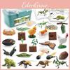 Bee Butterfly Rooster Froganimal Plant Life Cycle Storage Box With Pvc Models For Educational Use
