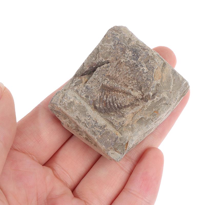Decorative Stone Natural Sea Urchin Fossil Specimens Original Stone Insect Fossil Teaching Decorative Stone Natural Sea Urchin Fossil Specimens Original Stone Insect Fossil Teaching