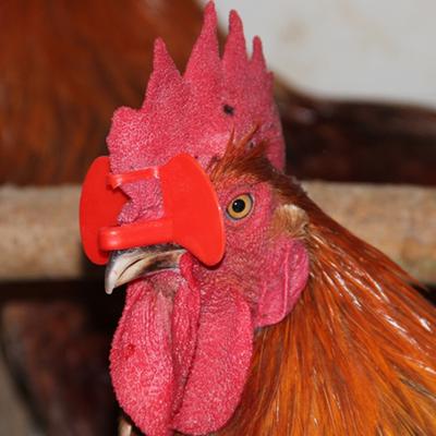 Schraubenlose Hühnerbrillen Nadellose Pickschutzbrillen Hühnerfarm Hühnerbrillen Pickschutz Zuchtwerkzeuge 20/50/100 Stück