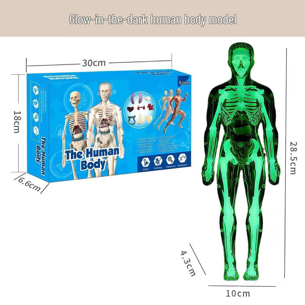 Children's Human Body Model Educational Toy - Skeleton and Torso Assembly for Early Science Learning