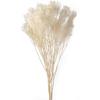 Ohchinouen Daichi Farm Dried Flower Morrisonia Approx. L44cm 1 Bunch 20g DO003300-011