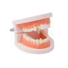 Gold Electroplated Hip Hop Vampire Fang Grillz for Men and Women - Halloween Accessories