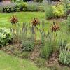 Outdoor Metal Flower Stake Vintage Rusty Cornflower Ground Stake, 24 Inch Artistic Wire Art Retro Iron Garden Decor, Rustic Sculptures for Lawns