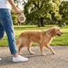 5M Multi Colors Pet Walking Leash ABS Shell Dog Chain Retractable Dog Leash  Small Pet Use
